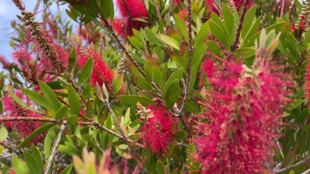Blühende Callistemon Blumen Schöne Rote Blüten Die Wie Pinsel Aussehen — Stockvideo