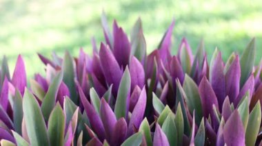 Tradescantia. Parkta mor yapraklı tropik bitki. Kameranın hareketi. 4k görüntü