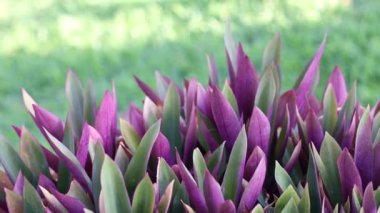 Tradescantia. Parkta mor yapraklı tropik bitki. Kameranın hareketi. 4k görüntü