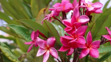 Bir demet pembe Frangipani veya plumeria tropikal çiçekleri bahçede rüzgarda sallanıyor. 4k görüntü