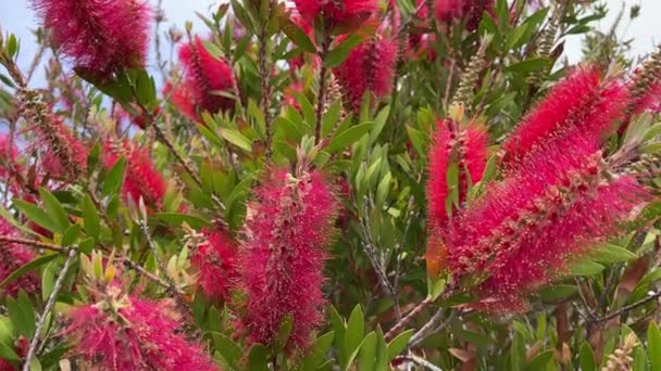 Blühende Callistemon Blumen Schöne Rote Blüten Die Wie Pinsel Aussehen — Stockvideo