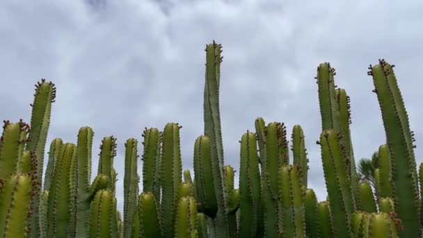Kaktusy Rostlina Zamračeném Pozadí Oblohy Záběry — Stock video