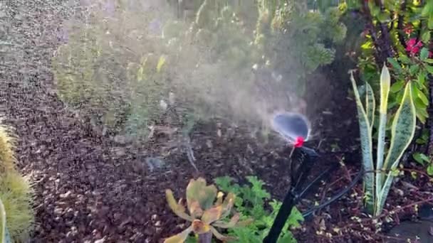 Lawn Irrigation System Lawn Sprinkler Watering Grass Flowers Operation Motion — Stock Video