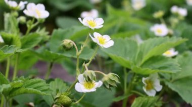 Çilek fabrikası çiçek açıyor. Tarım, bahçıvanlık kavramı. Kameranın yavaş çekimi. 4k görüntü