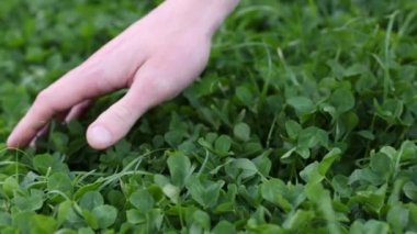Yeşil yonca yakın plan. İnsanlar taze yeşil yoncalara dokunuyor. 4k görüntü