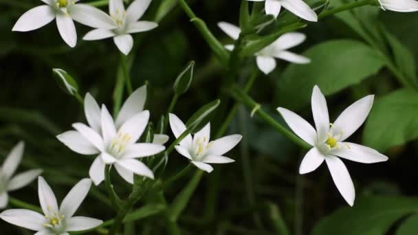Frühling Weiße Blumen Nahaufnahme Ornithogalum Blüte Zeitlupe Der Kamera Filmmaterial — Stockvideo