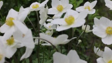 Bahçede ilkbahar beyaz çiçekleri, yakın plan. Çiçekler rüzgarda hareket eder. 4k görüntü.