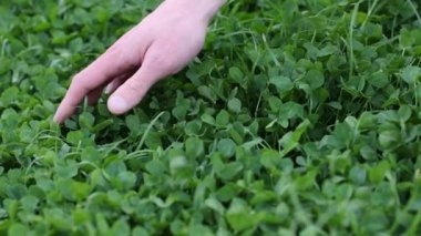 İnsanlar taze yeşil yoncalara dokunuyor. 4k görüntü