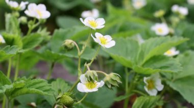 Çilek fabrikası çiçek açıyor. Tarım, bahçıvanlık kavramı. 4k görüntü