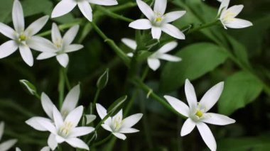 Bahar beyaz çiçekleri kapanıyor. Ornithogalum çiçeği. 4k görüntü.