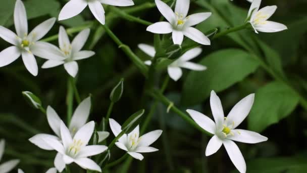 Frühling Weiße Blumen Nahaufnahme Ornithogalum Blüte Filmmaterial — Stockvideo