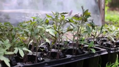 Domates fideleri yakından ayrılıyor. Bahçeye ekilmeye hazır genç domates bitkileri. 4k görüntü.