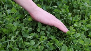 Yeşil yonca. İnsanlar taze yeşil yoncalara dokunuyor. 4 bin. 4k görüntü