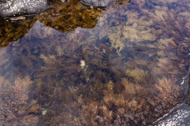 Doğal arka plan. Okyanus suyundaki kayaların arasındaki yosunlar. 