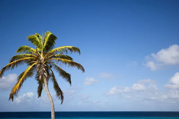 Пальма Голубом Небе Лазурном Морском Фоне Тропический Морской Пейзаж — стоковое фото