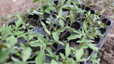 Domates fideleri yakından ayrılıyor. Bahçeye ekilmeye hazır genç domates bitkileri. Kameranın hareketi. 4k görüntü.