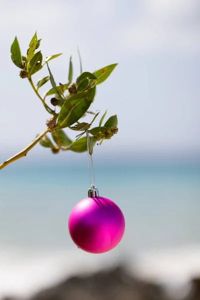 Boule Rose Noël Sur Une Plante Feuilles Persistantes Sur Fond — Photo