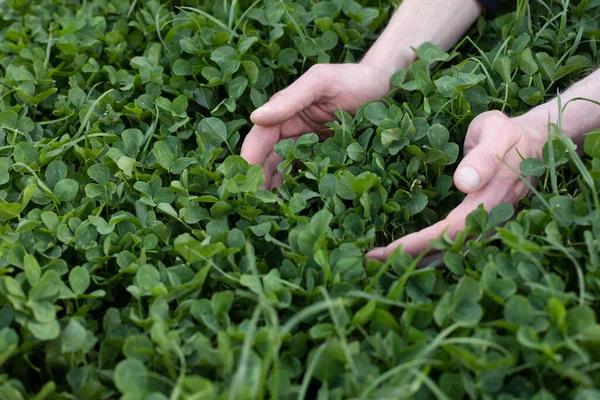 İnsan elleri taze yeşil yoncaya dokunuyor. Çiftçilik kavramı.