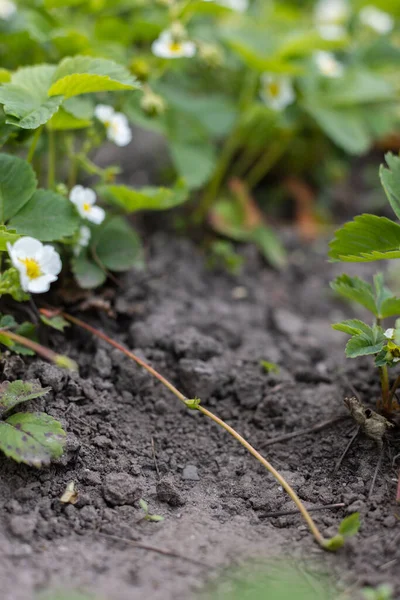 Sprout of strawberry plant. Cutting sprouts of strawberry plant. Selective focus