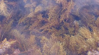 Deniz yosunu, yosun, su altında deniz sebzesi. 4k görüntü.