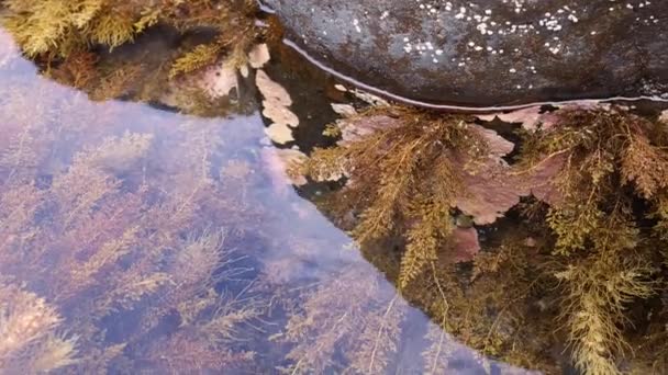 Seaweed Algae Sea Vegetables Water Rock Slow Motion Camera Footage — Stock Video