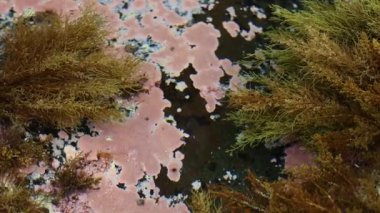 Seaweed, algae, small shells underwater. Slow motion of the camera. 4k footage