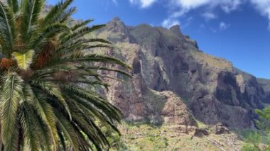 Palmiye ağacına ve dağa bak. Doğal arka plan. 4k görüntü.