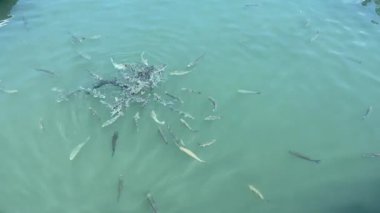 Birçok farklı balık suda yemek için savaşıyor. 4k görüntü