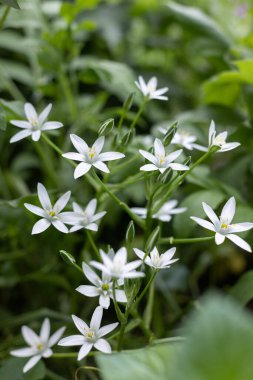Bahar beyaz çiçekleri. Ornithogalum çiçeği. Doğal arkaplan