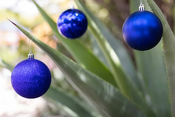 Evergreen Plant Decorated Blue Christmas Balls Christmas Holidays — Photo