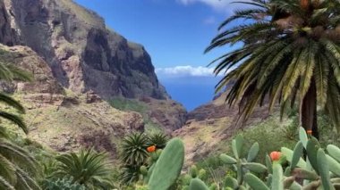 Tropical view to the mountains through palms and cactuses. 4k footage