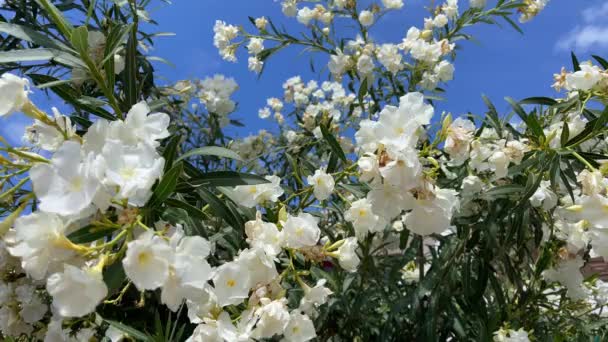 Close Movement Shot Tropical White Camellia Japonica Flower Bush Footage — стоковое видео