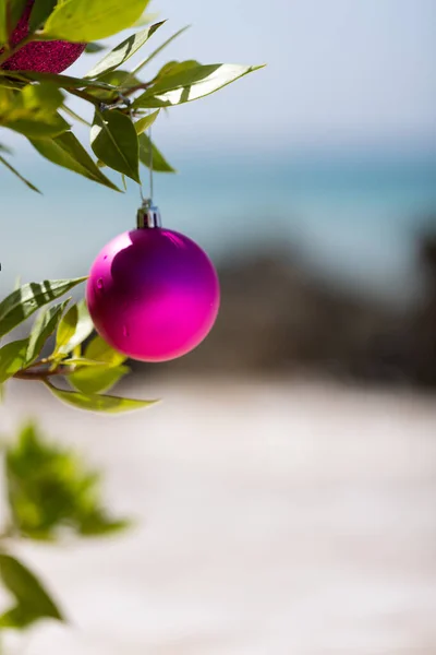 Christmas Pink Ball Evergreen Plant Blue Sea Sky Background Christmas — Photo