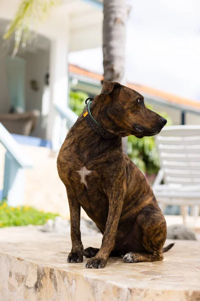 Perro Custodiando Una Casa Perro Entrenado —  Fotos de Stock