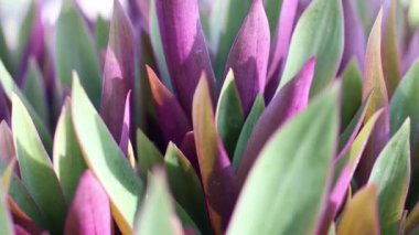 Tradescantia. Parkta mor yapraklı tropik bitki. Kameranın hareketi. 4k görüntü