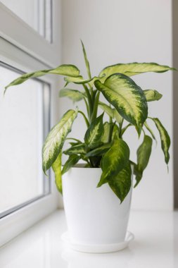 Flower pot with a plant on the windowsill. Dieffenbachia houseplant.