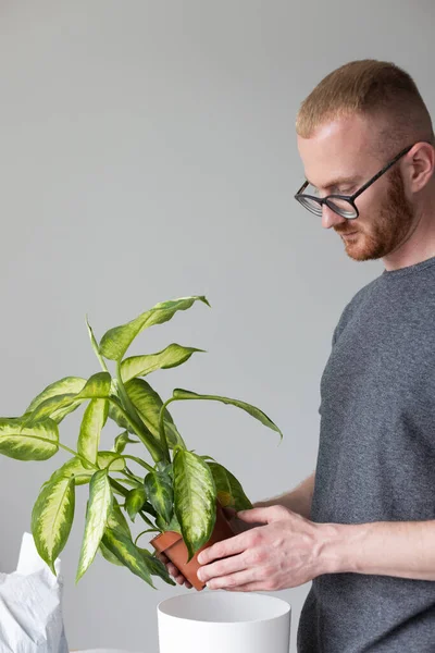 Portrait Young Man Potting Dieffenbachia Plant Home — Fotografia de Stock