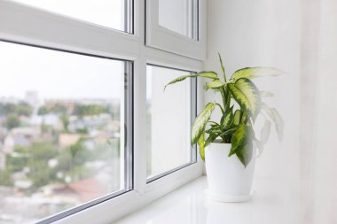 Dieffenbachia houseplant near window. Flower pot with a plant on the windowsill