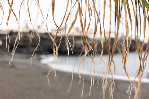 Blick Auf Den Strand Durch Palmblätter Selektiver Fokus — Stockfoto