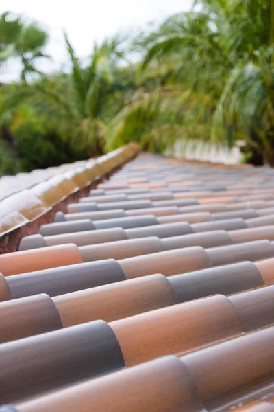 Wet roof tiles after rain with palm trees. Tropical rains. Selective focus.