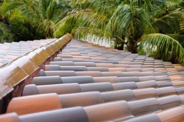 Wet roof tiles after rain with palm trees. Tropical rains.