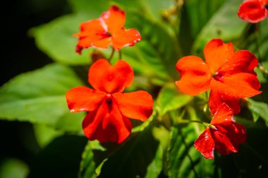 Bahçedeki güzel çiçekler