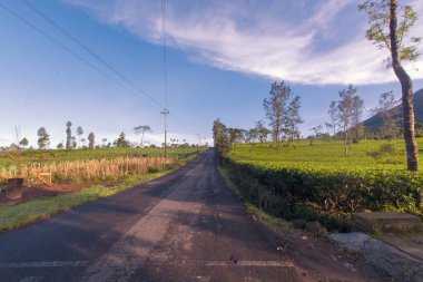 Wonosobo bölgesindeki çay bahçesi yolu, Endonezya