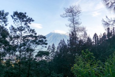 Endonezya dağlarındaki orman
