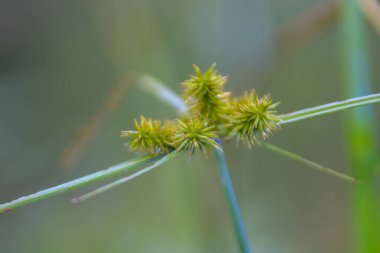 Yaban otları dikenler gibi yeşildir.
