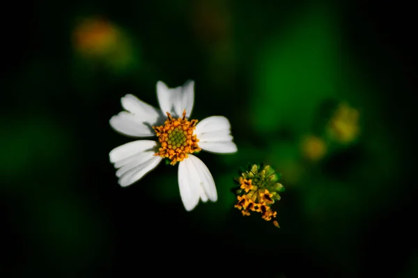 Kwiat Lesie Florze Przyrodzie — Zdjęcie stockowe