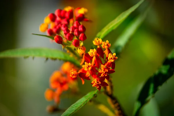 Closeup Flower Tropical Plant — ストック写真