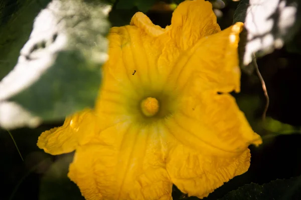Κίτρινο Λουλούδι Στη Φύση Χλωρίδα — Φωτογραφία Αρχείου