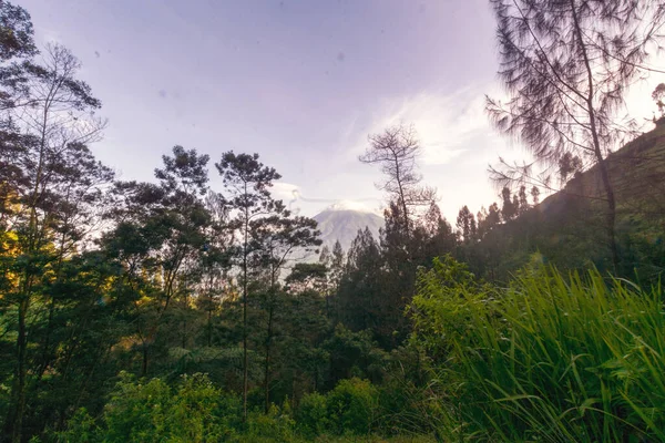 Floresta Nas Montanhas Indonésia — Fotografia de Stock