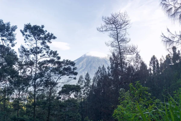 Ліс Горах Індонезії — стокове фото